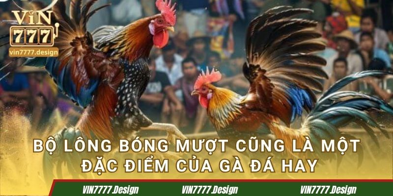 Bộ lông bóng mượt cũng là một đặc điểm của gà đá hay