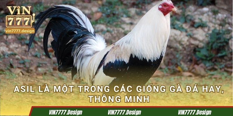 Asil là một trong các giống gà đá hay, thông minh