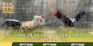 Các giống gà đá hay nổi tiếng thế giới được sư kê săn đón