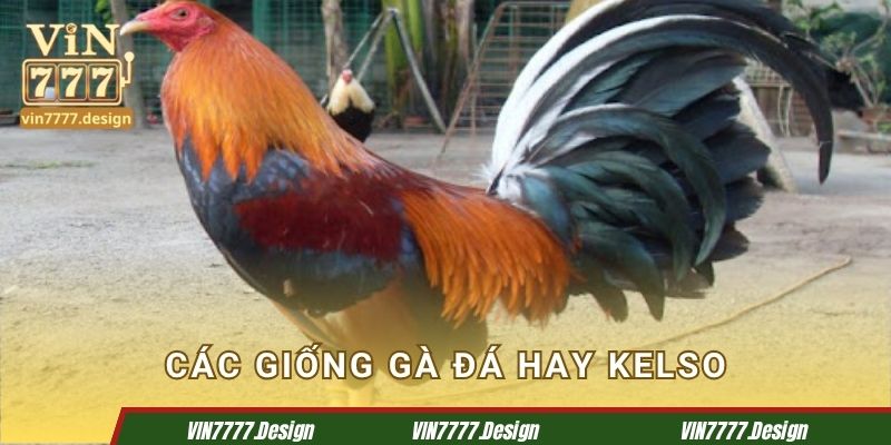 Các giống gà đá hay không thể bỏ qua Kelso