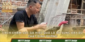 Cách chăm sóc gà hiệu quả là bổ sung đầy đủ chất dinh dưỡng
