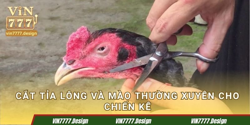 Cắt tỉa lông và mào thường xuyên cho chiến kê