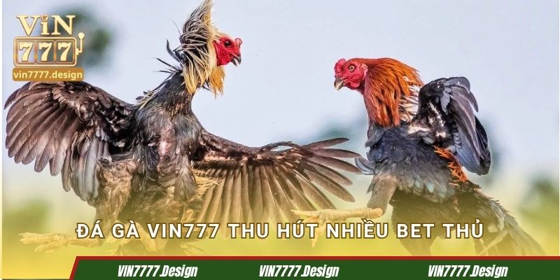 Vin777 thu hút nhiều bet thủ