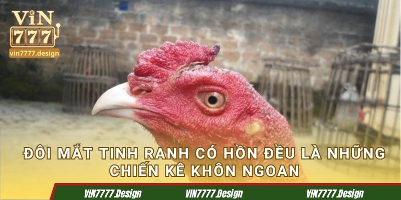 Đôi mắt tinh ranh có hồn đều là những chiến kê khôn ngoan