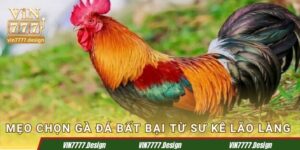 Mẹo Chọn Gà Đá Bất Bại – Bí Quyết Từ Các Sư Kê Lão Làng