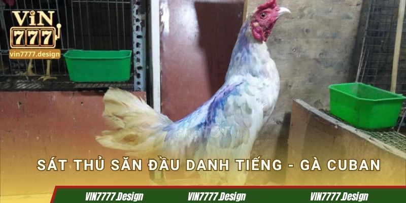 Sát thủ săn đầu danh tiếng - gà Cuban