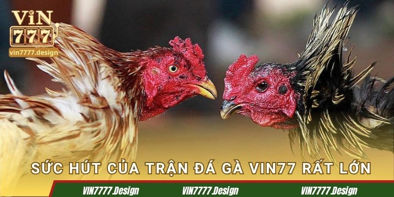 Sức hút của trận chiến tại Vin77 là rất lớn