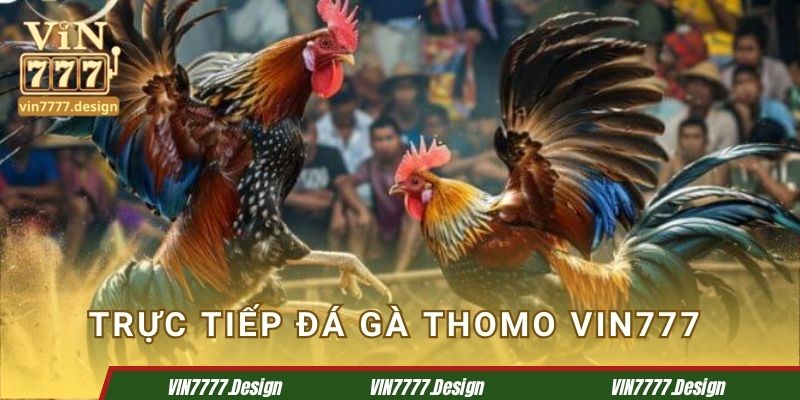 Trực tiếp đá gà Thomo