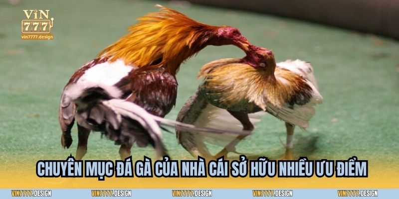 Chuyên mục Đá gà của nhà cái sở hữu nhiều ưu điểm