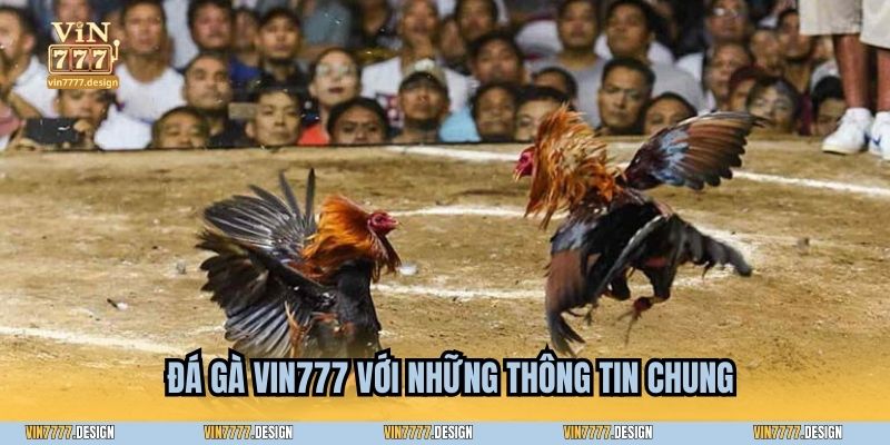 Đá gà Vin777 với những thông tin chung